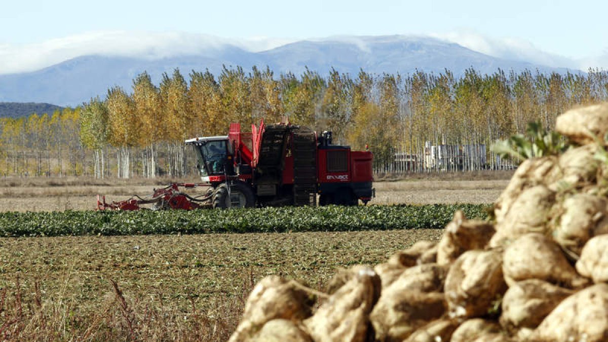 Recogida de remolacha en una finca de Santibáñez de la Isla. MARCIANO PÉREZ