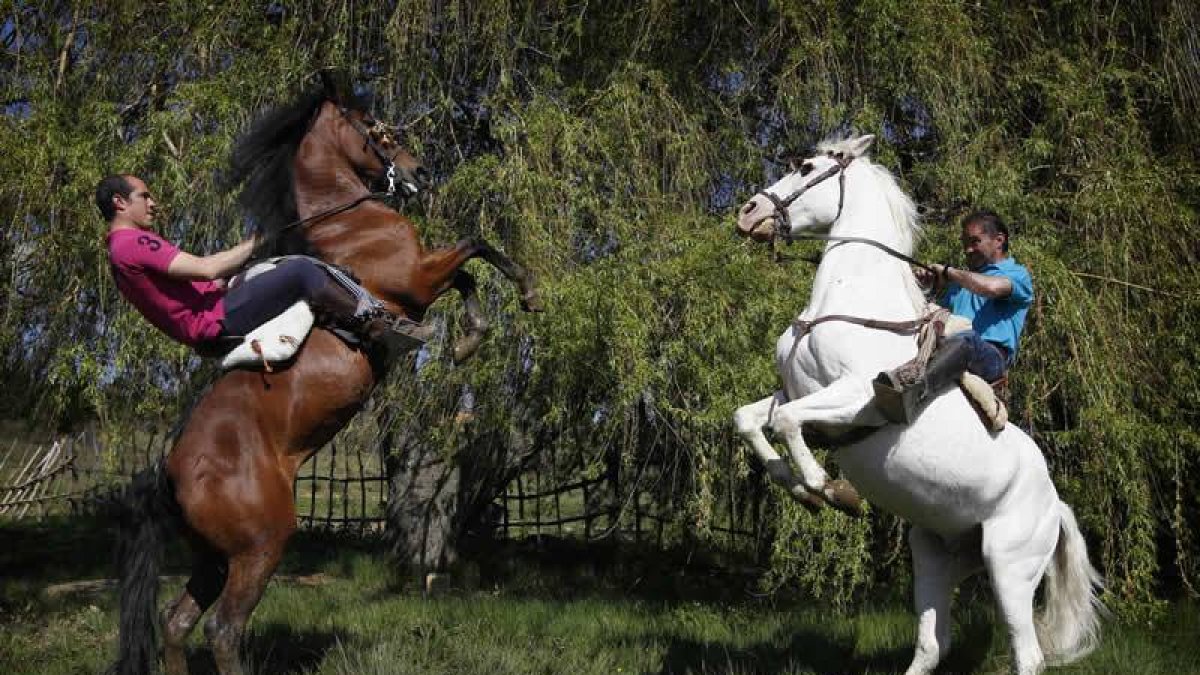 Los Mirantes (padre e hijo) ejecutan una cabriola con sus caballos, en un ejercicio de entrenamiento.