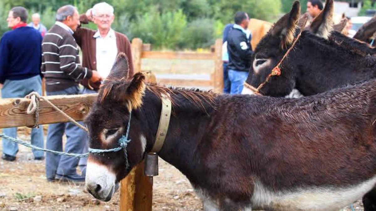 El ganado caballar y asnar aguantó en el ferial las inclemencias del tiempo.