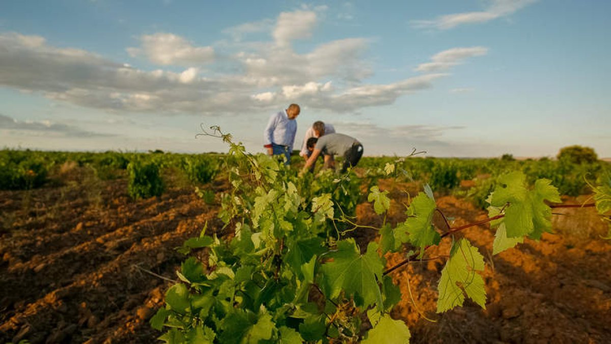 bodegas pincerna