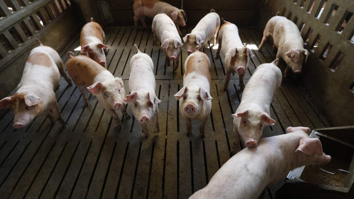 De ser aprobado, el test tendrá un gran impacto en el manejo de la brucelosis porcina. JESÚS F. SALVADORES