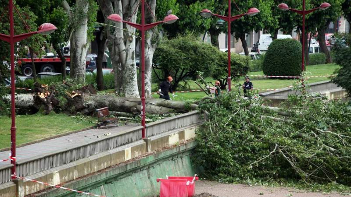Los operarios iniciaron ayer la tala por seguridad y para despejar los viales del paseo de Salamanca