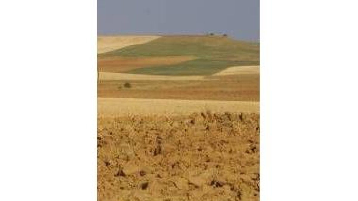 Alfonso IX invadió los Campos Góticos Leoneses ante las dificultades que vivía