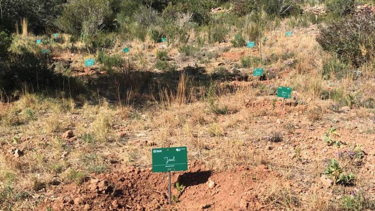 Algunas placas con los nombres de los bebés nacidos en el bosque de encinas de Tarragona que repuebla la ginecóloga leonesa. INSTITUTO MARQUÈS