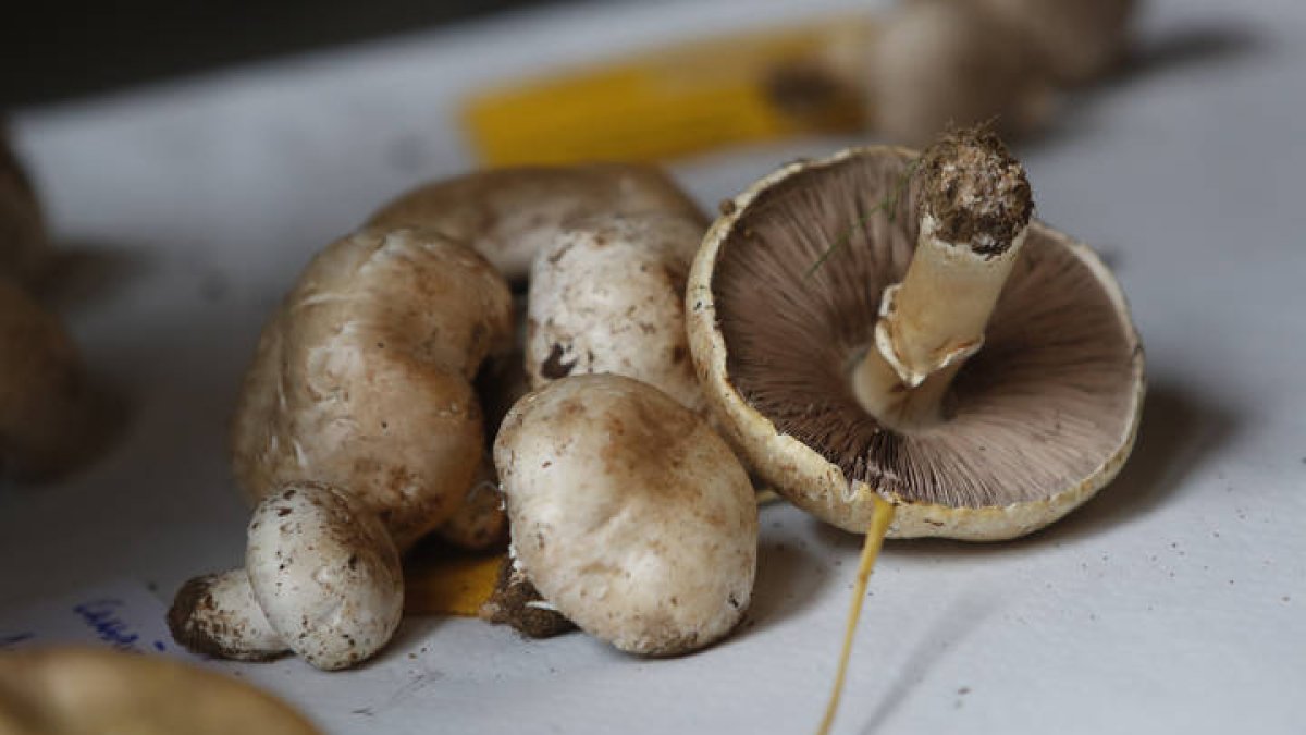 La cita se ha convertido en imprescindible para los aficionados y los principiantes interesados en la micología. JESÚS F. SALVADORES