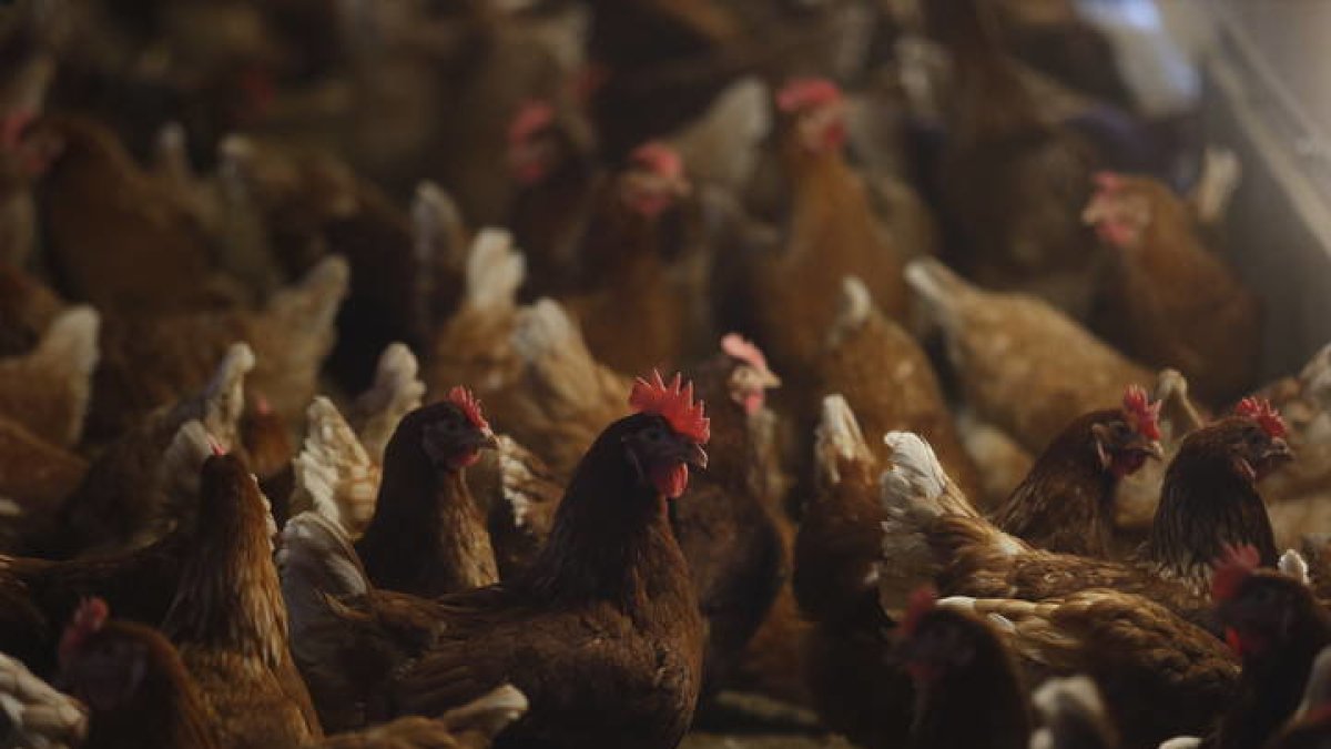 El condenado, que era el encargado, pero no el dueño de la granja, queda inhabilitado durante dos años y un mes para ejercer cualquier profesión relacionada con animales y para la tenencia de animales en el sector avícola. JESÚS F. SALVADORES