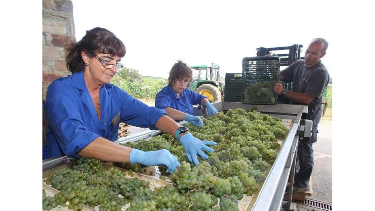 Las primeras uvas de la cosecha empezaron a ser seleccionadas ayer
