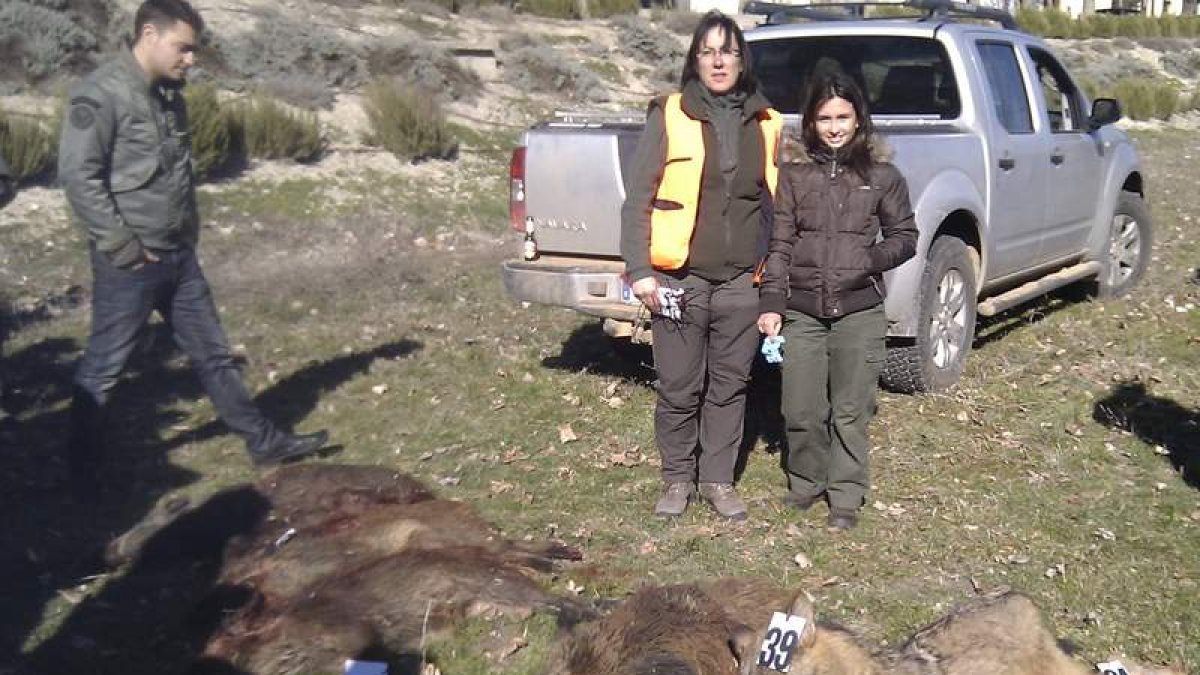Cuatro jabalíes y un lobo, abatidos en las últimas monterías.