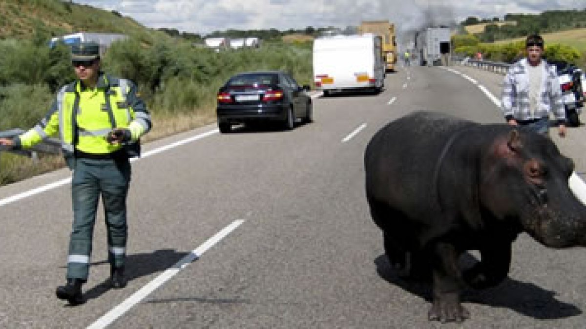 La Guardia Civil evita que se escape el hipopótamo.