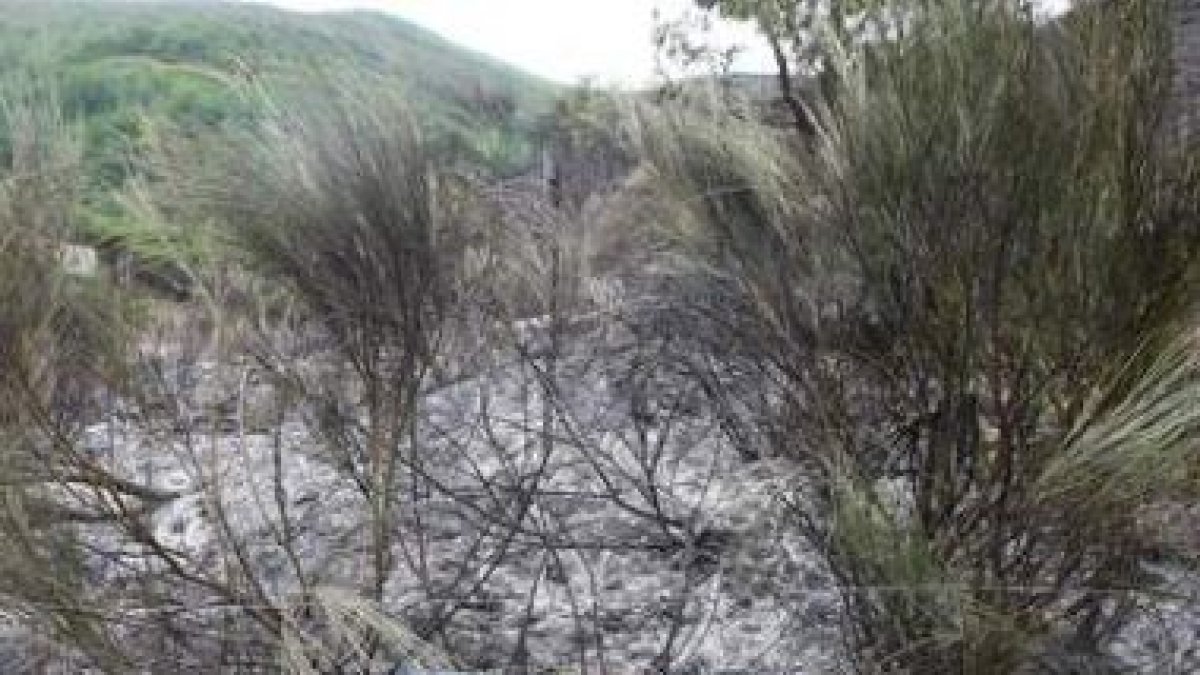 A la pérdida medioambiental hay que añadir la económica.