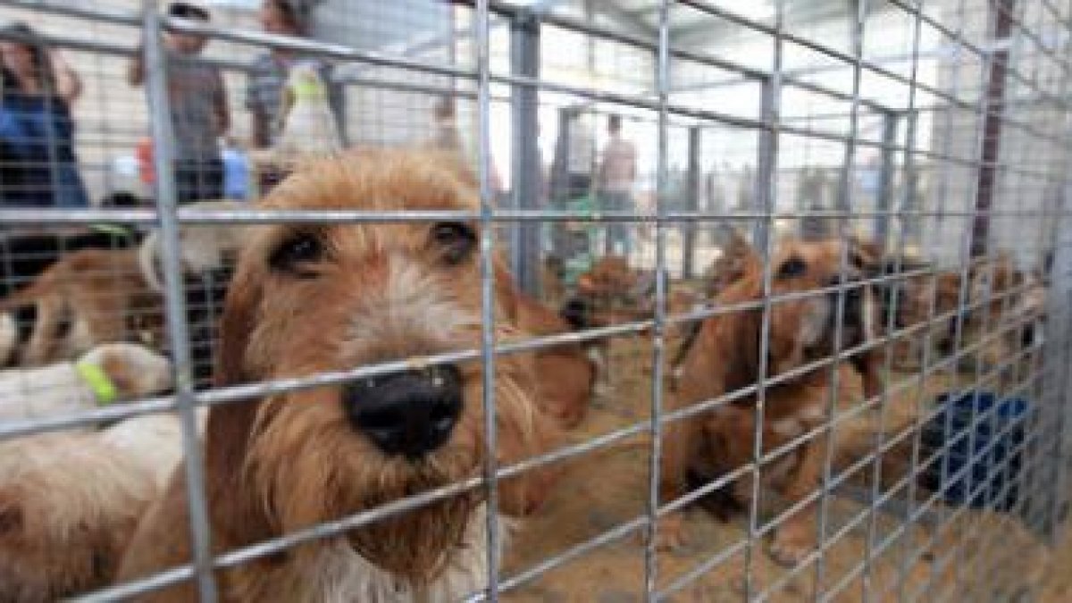 Perros de distintas razas se exhibieron ayer en el recinto ferial de Villafranca.