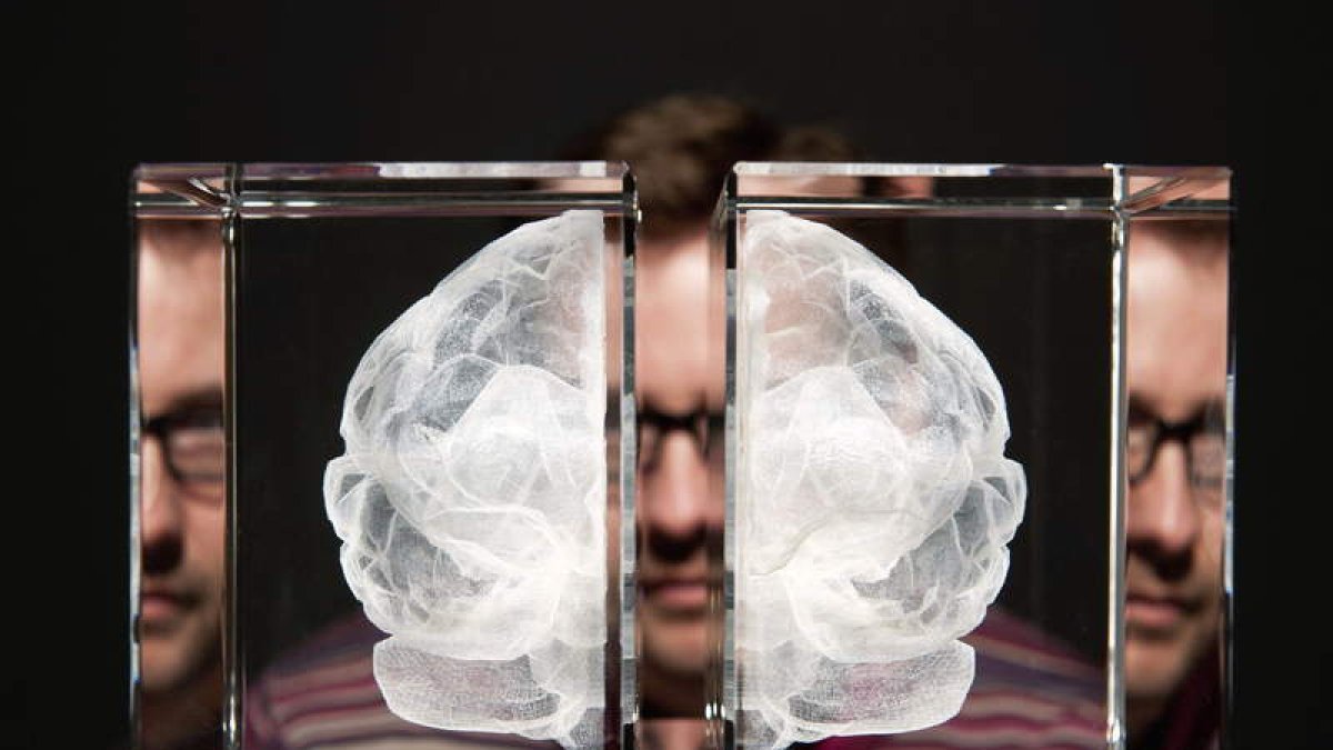 La ciencia desmotan los mitos sobre el funcionamiento del cerebro.