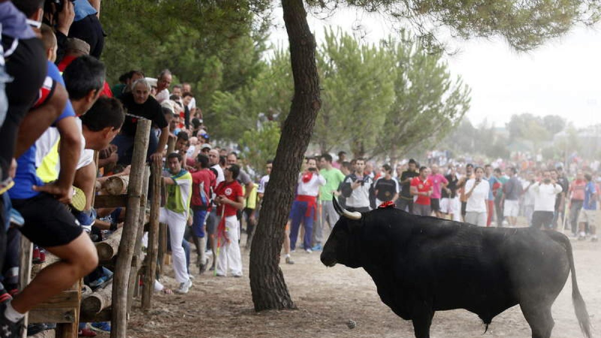 «Elegido», el ejemplar del hierro burgalés de Bañuelos, en el recorrido del Torneo del Toro de la Vega de Tordesillas.