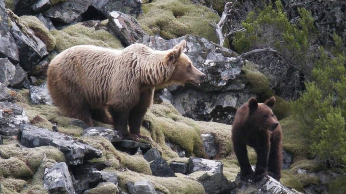 Una osa pasea con su cría por una zona de la Cordillera Cantábrica. FUNDACIÓN OSO PARDO