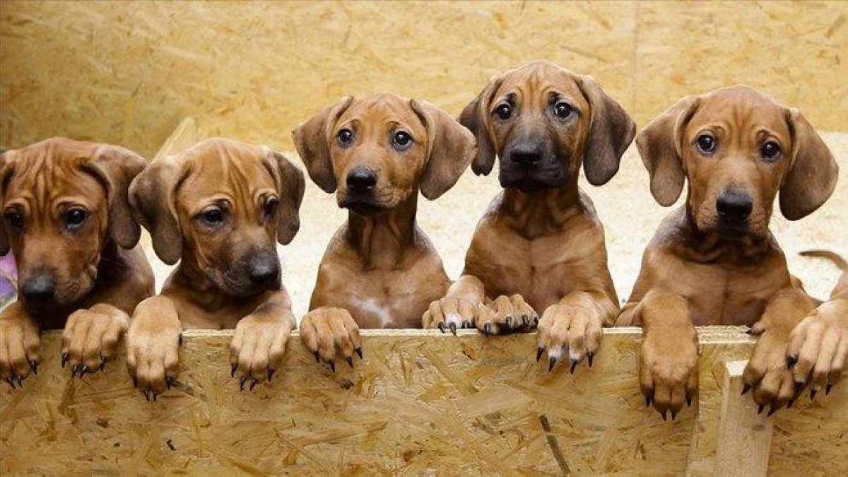 Una camada de perros.