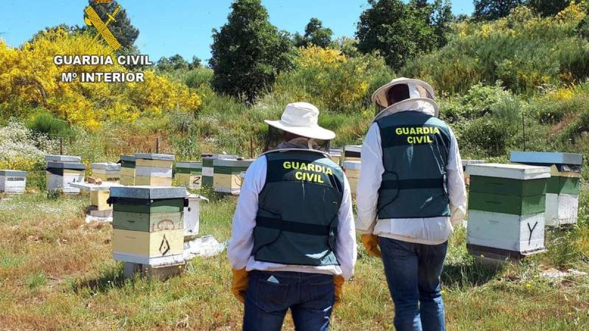 Momento en el que los agentes de la Guardia Civil localizaron las colmenas. DL