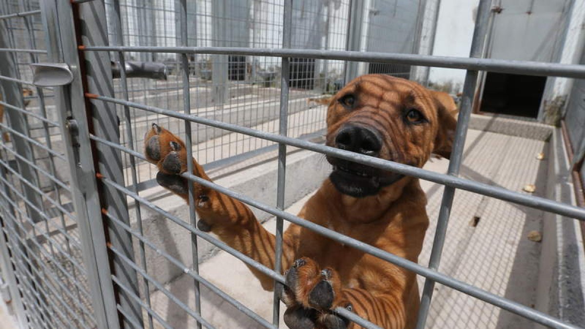 Con la llegada de las vacaciones se siguen dando casos de abandono de perros en Ponferrada. L. DE LA MATA