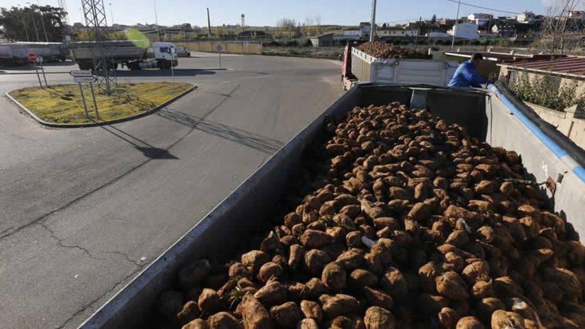 Los primeros camiones de remolacha llegaron ayer a la fábrica.