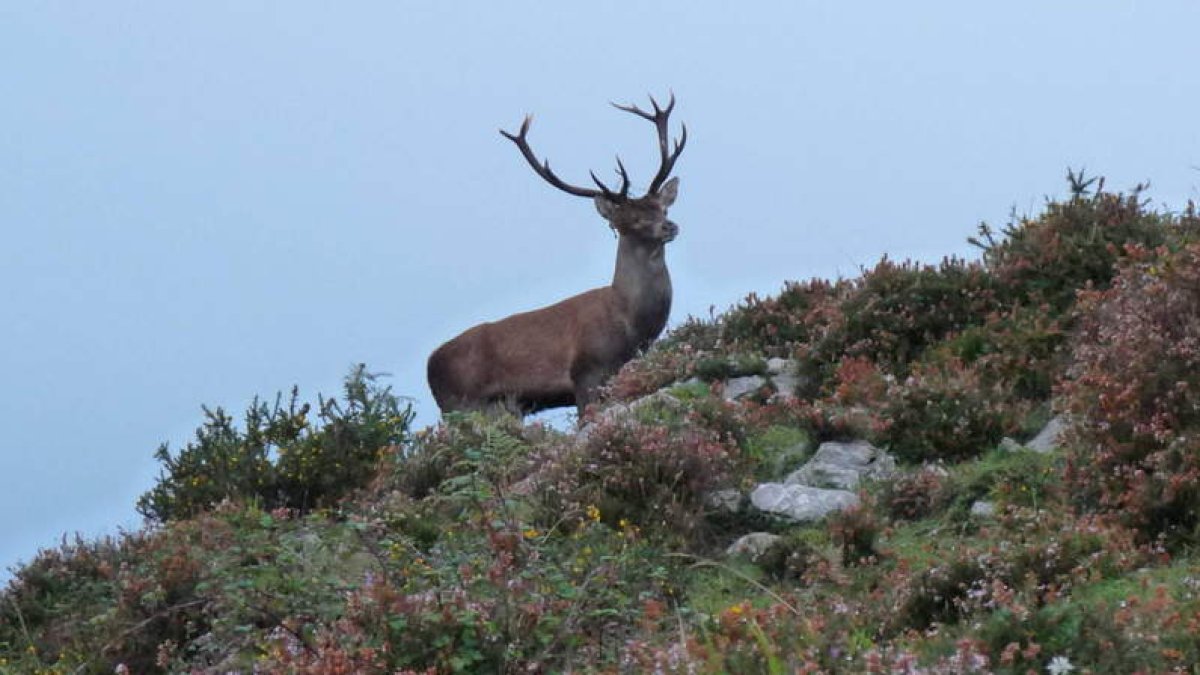 Especies como el ciervo carecen de ningún tipo de protección en la directiva europea. DL