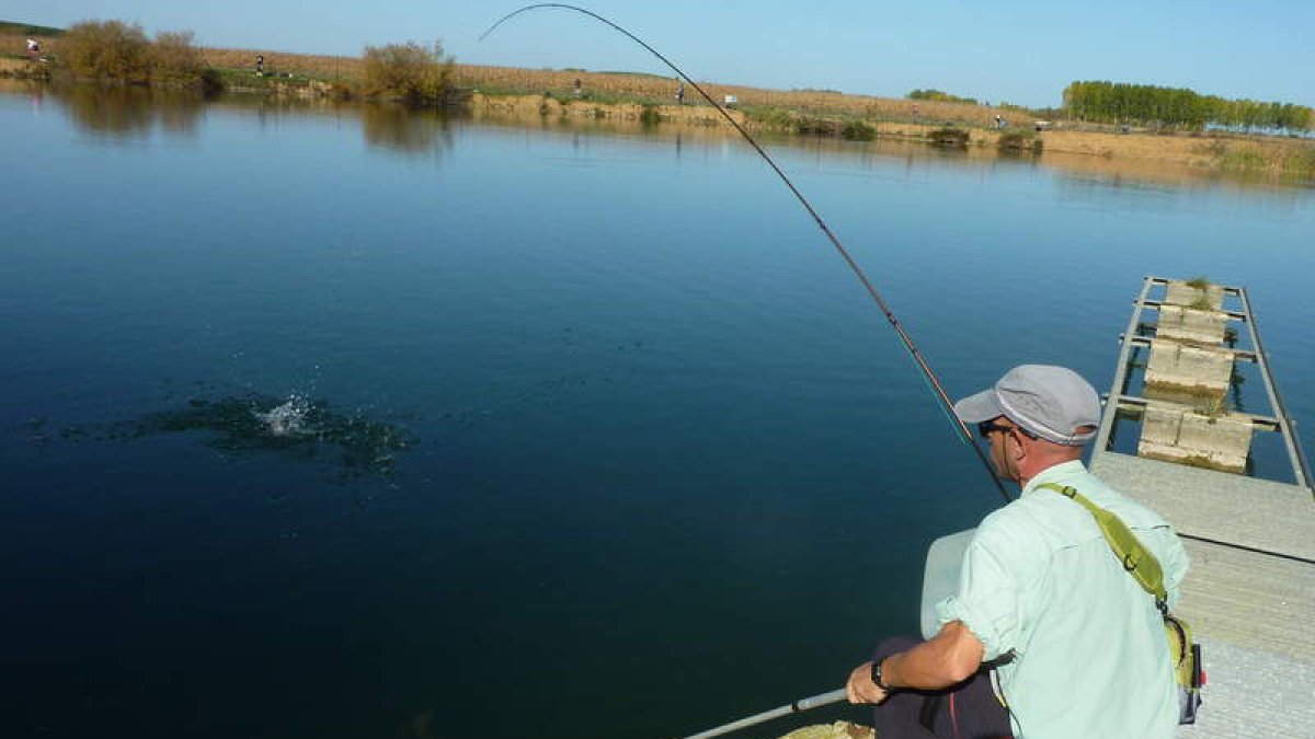 Un pescador captura una trucha arcoíris en un río de León. P. V.