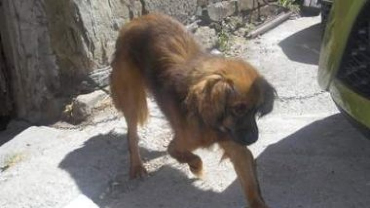 El perro Chiquito tiene mal una pata, pero es muy ágil.