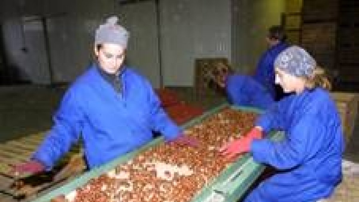 Operarias envasando castañas en una nave del Bierzo, en una imagen de campañas anteriores