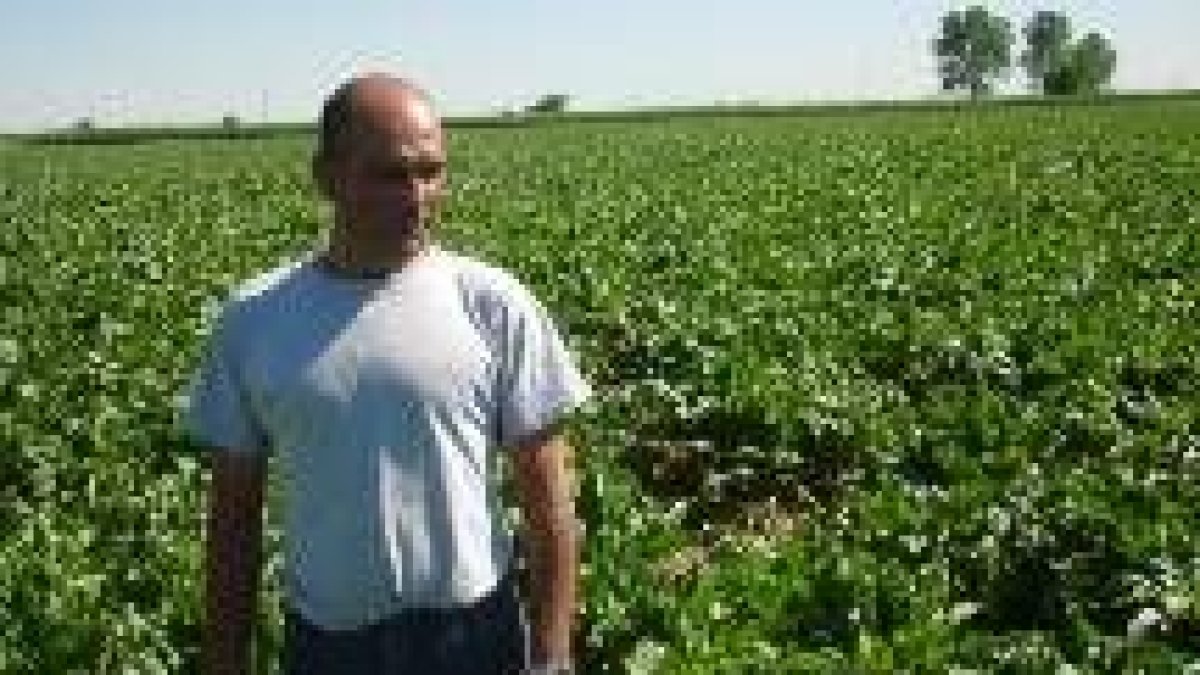 Julián de Paz en una de sus fincas de remolacha en Pobladura de Pelayo García
