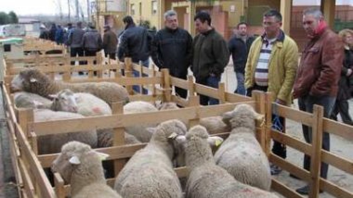 La reses de ovino fueron las más numerosas en la feria ganadera de San Blas de Gradefes