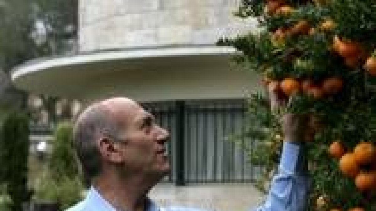 El primer ministro israelí, Ehud Olmert, observa un naranjo en su casa