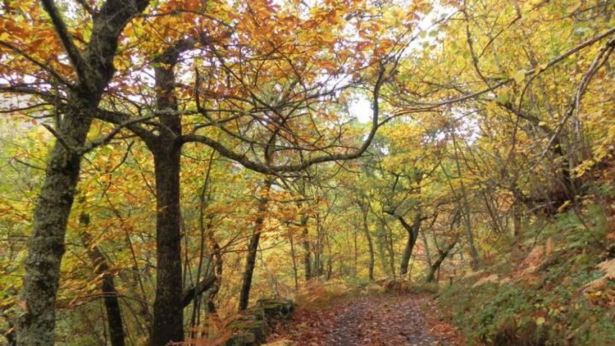 Paisaje otoñal en un bosque de castaños de León