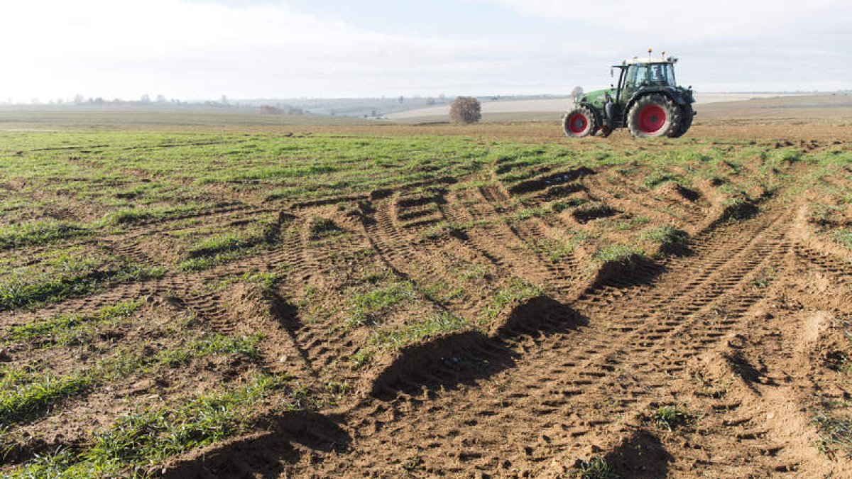 Los vehículos dejaron roderas en las fincas e incluso formaron nuevos caminos. F. OTERO PERANDONES