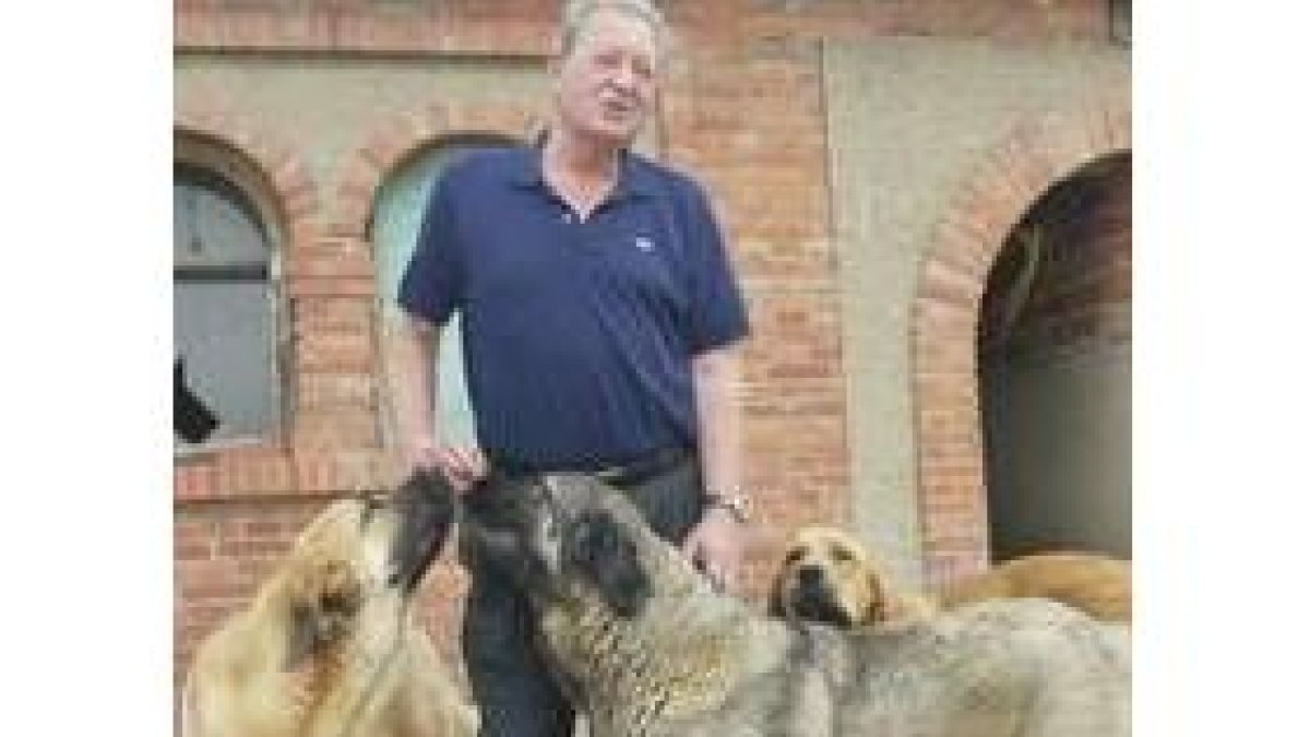 Amadeo Alejandre acaricia a sus mastines en la finca donde se dedica a su cría y cuidado