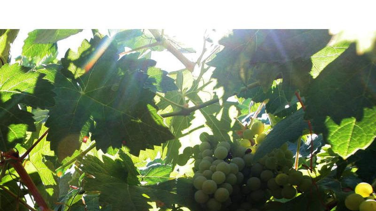 Viñedos con Denominación de Origen Bierzo.