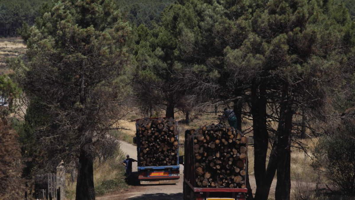 El plan pretende impulsar la gestión forestal sostenible.