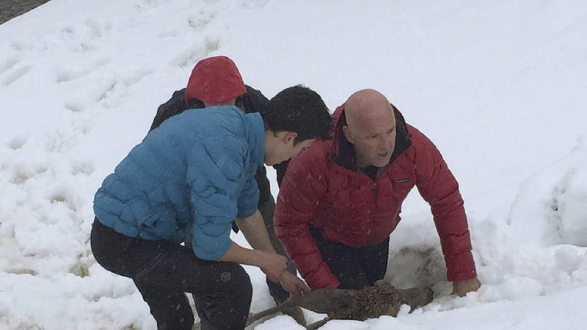 Los vecinos rescataron al animal tras precipitarse por una ladera y lo llevaron a un garaje donde está siendo alimentado.