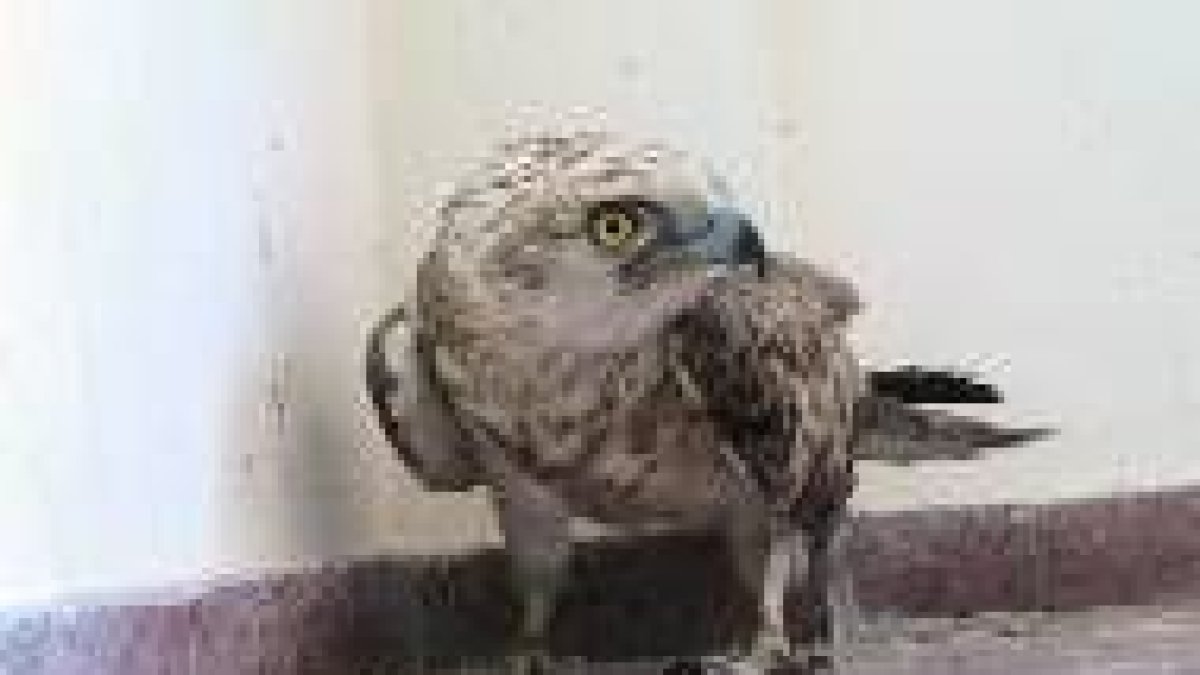 Este águila culebrera llegó a la clínica veterinaria de la ULE herida en la pierna