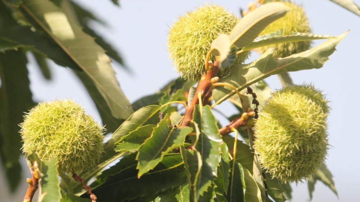 Erizos de un castaño en un soto del Bierzo. L. DE LA MATA