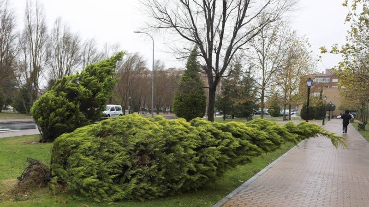 El fuerte viento que sopla desde esta madrugada ha provocado incidentes en diferentes puntos de la comunidad. En la imagen, árboles caídos en Ávila.