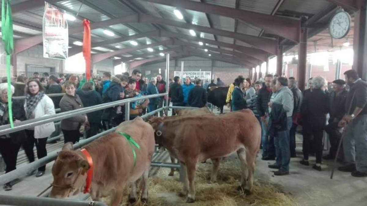 Animales de todo tipo, perros y gallinas fueron expuestos en el mercado de ganado. ARAUJO