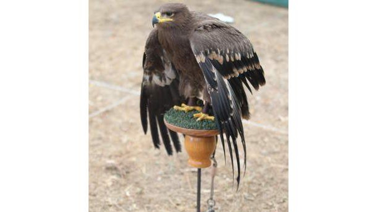 Una de las aves participantes en el concurso.
