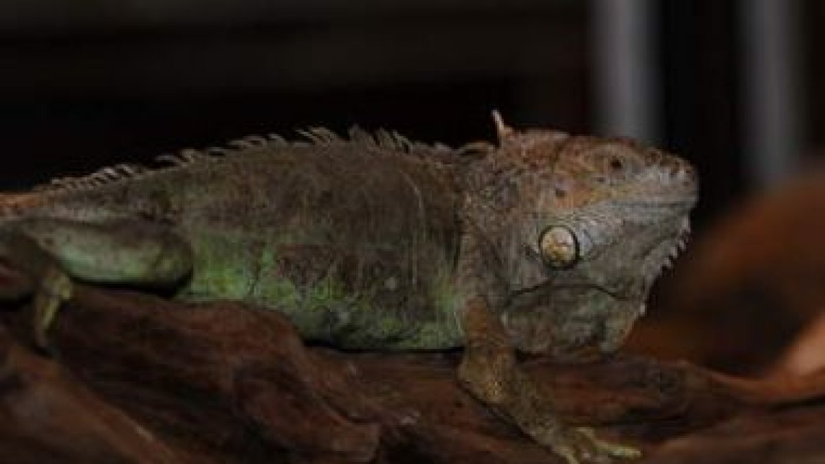 Imagen de archivo de una de las últimas exposiciones de reptiles vivos en León.