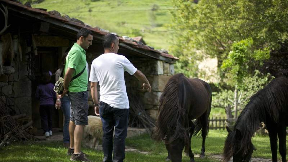 La Ruta del Pepín permite visitar un lagar tradicional, una cabaña de pastor o acercarse a varias especies de razas autóctonas asturianas.