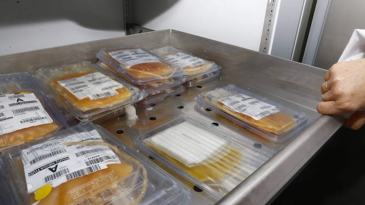 Bolsas de plasma guardadas en el Banco de Sangre del Hospital de León. RAMIRO