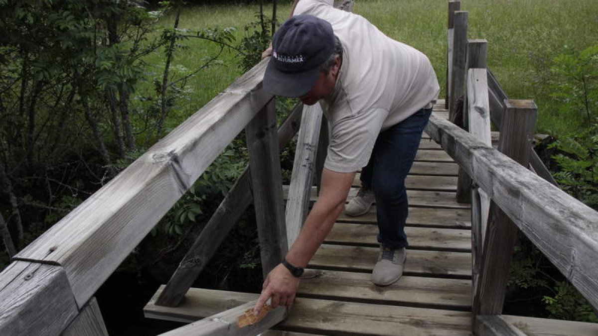 Nemesio Pando señala una de las mordeduras que hace el oso en las maderas tratadas. CAMPOS