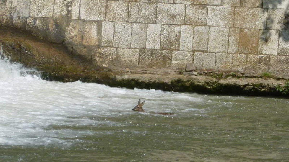 Imagen del corzo en el río Bernesga a su paso por las inmediaciones de San Marcos.