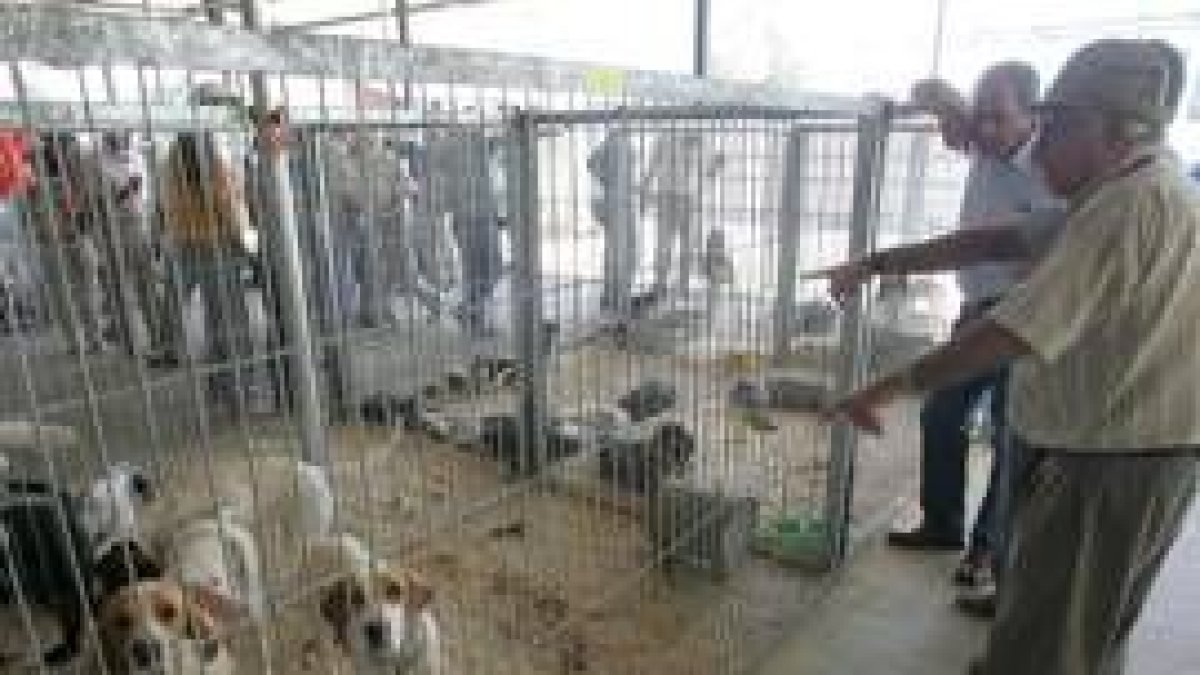 El recinto ferial de Camponaraya ha acogido este fin de semana a un millar de perros de caza