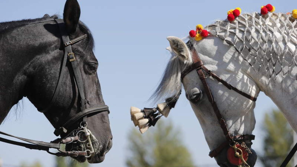 Caballos en una de las romerías de la Virgen de Gracia en Mansilla de las Mulas. JESÚS F. SALVADORES