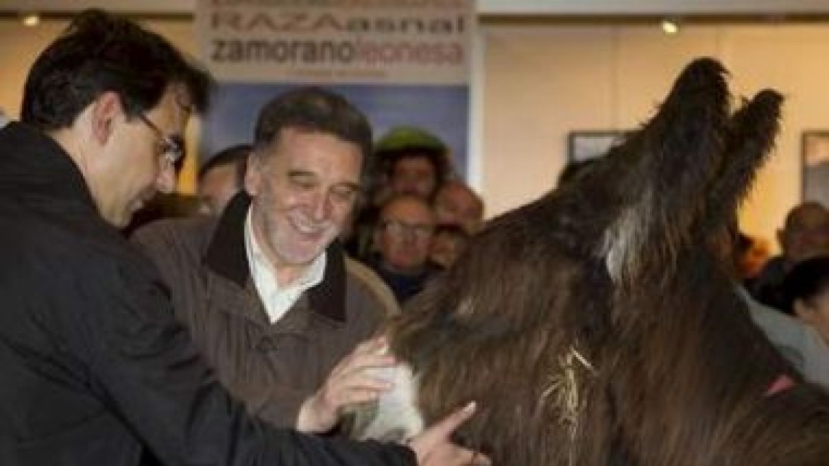 El presidente de la Diputación de Zamora y Miguel Alejo acarician a un ejemplar de asno zamorano-leo