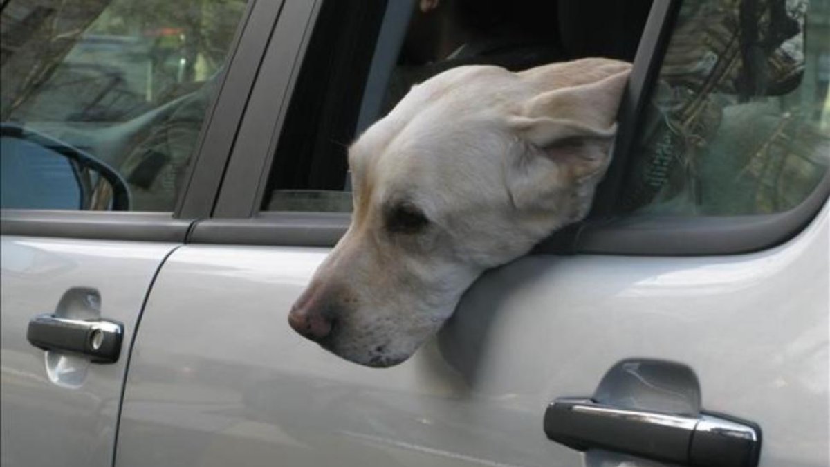 Un perro viaja en coche con la ventana bajada