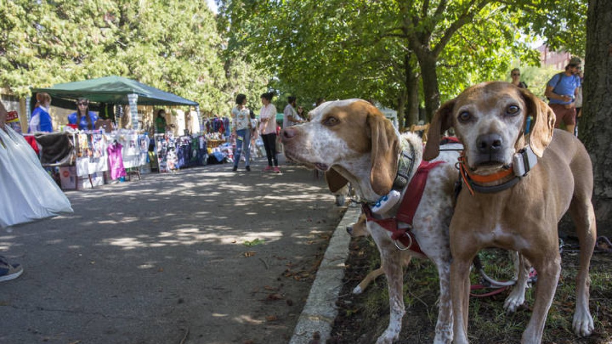 Fiesta canina de Mas que perros en el parque de los Reyes. FERNANDO OTERO